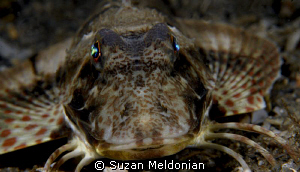 Leopard Sea Robin by Suzan Meldonian 